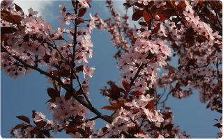 bloesem aan de kersenboom